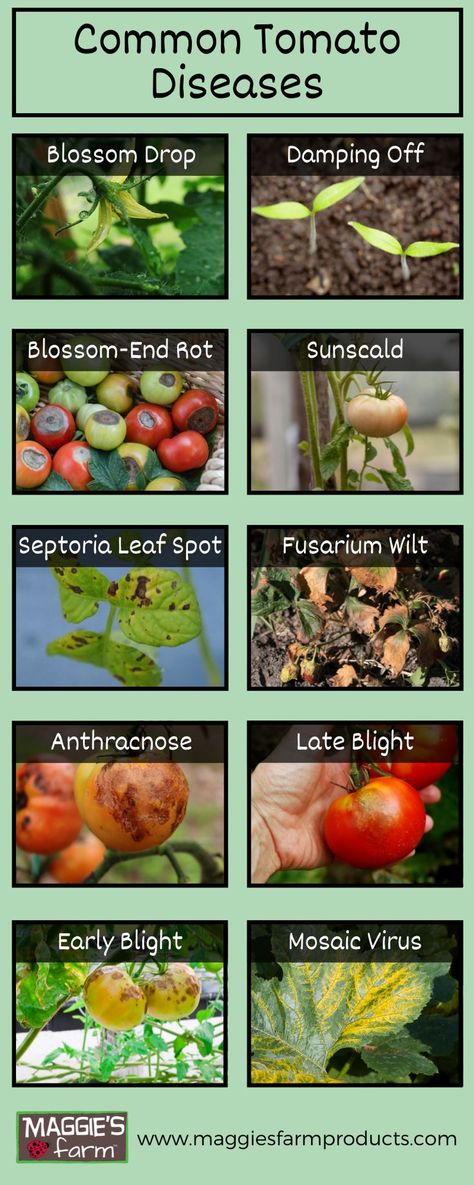 Pale green background with tomatoes and tomato plants with diseases including blossom drop, damping off, blossom-end rot, sunscald, septoria leaf spot, fusarium wilt, anthracnose, late blight, early blight & mosaic virus. Tomato Plant Diseases, Tomato Diseases, Tomato Blight, Tomato Disease, Tomato Farming, Tomato Plant, Plant Hacks, Plant Diseases, Tomato Garden