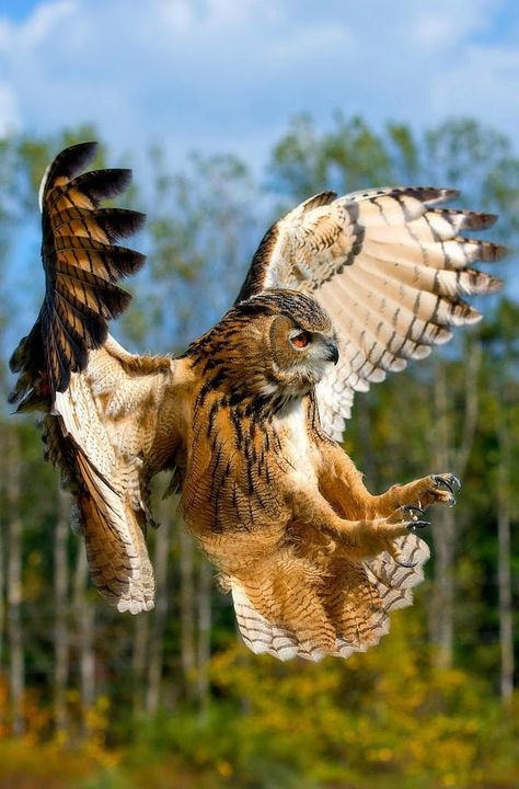 Nature Aesthetic Art, Burrowing Animals, Wild Birds Photography, Owl Flying, Majestic Birds, Owl In Flight, Eurasian Eagle Owl, Animal Tattoo Ideas, Eagle Drawing