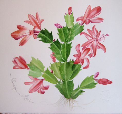 Watercolor Art Cactus  CACTUS DE NOEL Christmas Cactus Illustration, Christmas Cactus Watercolor, Christmas Cactus Drawing, Watercolor Art Cactus, Cactus Flower Painting, Porcelain Paint, Botanical Inspiration, Cactus Drawing, Tattoo Color