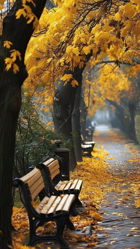 Park Benches, Wallpaper Collage, Wallpaper Tumblr, Autumn Scenes, Autumn Scenery, Fall Pictures, Autumn Landscape, Fall Wallpaper, Autumn Garden