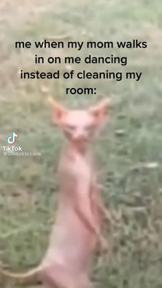 Joke Funny, Memes Video, Funny Meems, Funny Animal Jokes, Relatable Post Funny, Real Funny Jokes, Some Funny Jokes, Really Funny Joke, Funny Puns