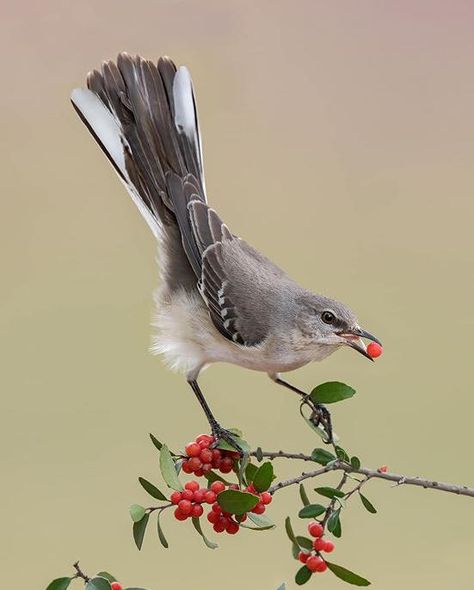 Small Bird Photography, Bird Looking Up, Dynamic Bird Poses, Bird Looking Down, Person With Bird Pose Reference, Mockingbird Photography, Pheasant Photos, Bird Reference Photos, Bird Side View