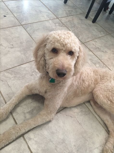 Shaved Goldendoodle, Goldendoodle Grooming Styles, Labradoodle Haircut, Labradoodle Grooming, Goldendoodle Haircuts, Goldendoodle Grooming, Labradoodle Goldendoodle, Poodle Cuts, Puppy Grooming