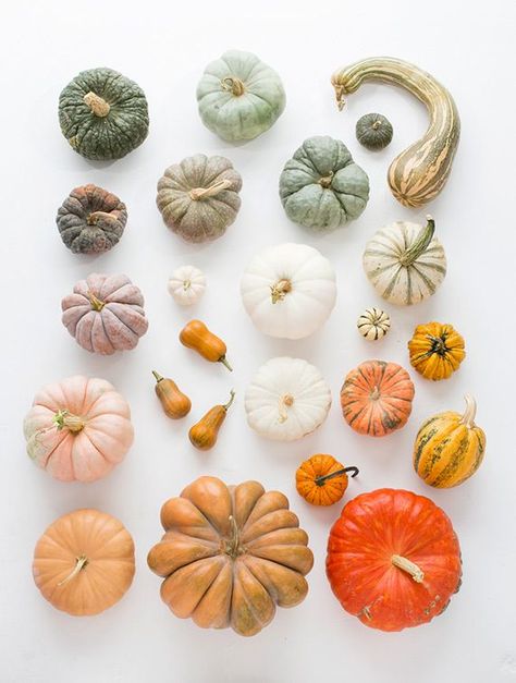 pumpkins and squash Types Of Pumpkins, Pumpkin Varieties, Pumpkins And Gourds, Fall Photography, Fall Favorites, White Box, Fall Fun, Autumn Inspiration, Fall Thanksgiving