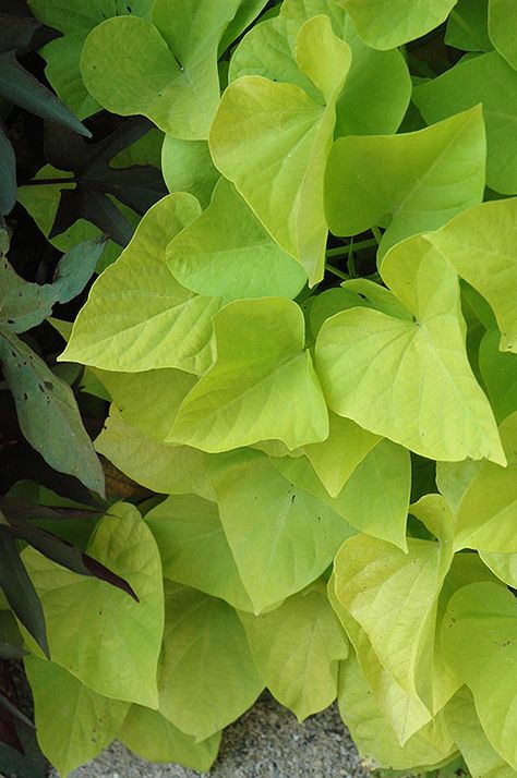 Marguerite Sweet Potato Vine (Ipomoea batatas 'Marguerite') at TLC Garden Centers Ipomoea Batatas, Sweet Potato Vine, Rainbow Garden, Potato Vines, Garden Centers, Full Sun Plants, Sun Plants, Low Maintenance Plants, Foliage Plants