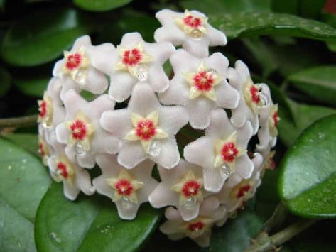 How to Grow Hoya (Wax Plant) - Gardening Channel Hindu Rope Plant, Wax Plant, Hoya Carnosa, Trailing Plants, Wax Flowers, Cactus Y Suculentas, Container Flowers, Garden Care, Growing Indoors