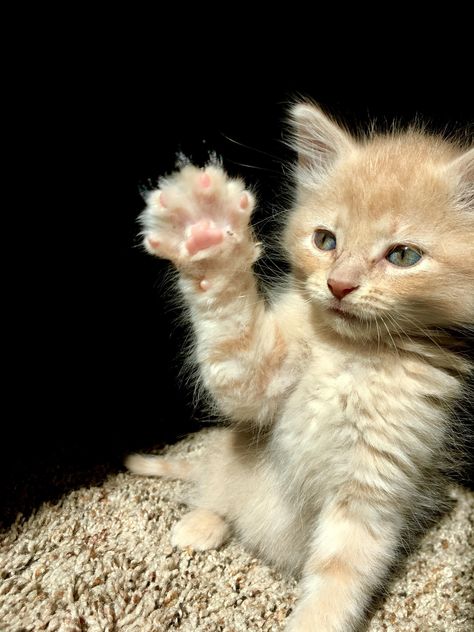 just waving hello! Cat Waving, Waving Cat, Cat Pics, Kittens Cutest, Pet Adoption, Animal Rescue, Picture Video, Cute Pictures, Cute Cat