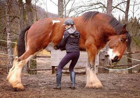 Big Horse Breeds, Horses Videos, Horses Funny, Funny Horse Videos, Clydesdale Horses, Big Horses, Funny Horses, Horse Videos, Majestic Horse