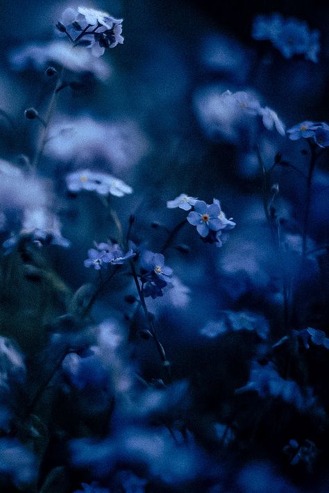 Blue Eyes Aesthetic, Black And Blue Wallpaper, Dark Garden, Dark Blue Eyes, Blue Aesthetic Dark, Ravenclaw Aesthetic, Dark Blue Flowers, Aesthetic Ocean, Dark Blue Wallpaper