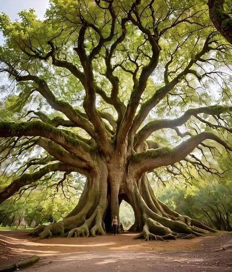 Weird Trees, Enchanted Tree, Amazing Trees, Twisted Tree, Tree Textures, Giant Tree, Image Nature, Beautiful Trees, Old Trees