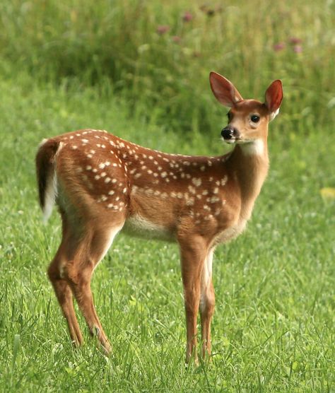 Meadow Animals, Fawn Photography, Road Photography, Wildlife Pictures, Typographic Art, Baby Animals Funny, Forest Friends, Animal Photography, All Art