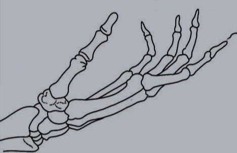 Skeleton Hand Side View, Skeleton Hand Reaching Out, Skeletal Hand Drawing, Skeleton Hand Drawing Reference, Hand Bones Drawing, Bone Hand Drawing, Skeleton Hand Drawing, Lip Tutorial Drawing, Skeleton Hands Drawing