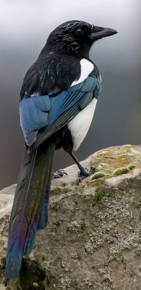 Corvid Photography, Magpie Reference, Magpies Bird, Magpie Photo, Bird Reference Photos, Magpie Aesthetic, Magpie Drawing, Black Billed Magpie, Magpie Photography