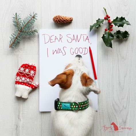 Dog Xmas Cards Picture Ideas, Diy Christmas Pet Photo, Holiday Photo Shoot With Dog, Holiday Cards With Dogs, Christmas Photoshoot Ideas Dogs, Pet Holiday Photos Ideas, Dog Pictures With Santa, Christmas Dog Photoshoot With Owner, Christmas Pet Photo Ideas