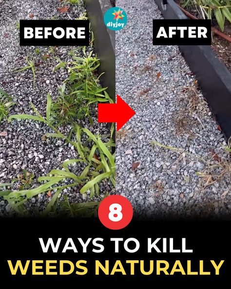 Tired of dealing with weeds in flower beds, rock landscaping, and lawns? Here are some ways to kill weeds naturally. Kill Weeds Naturally, Rock Flower Beds, Killing Weeds, Kill Weeds, Landscaping Rock, Outdoor Gardens Landscaping, Diy Joy, Diy String Lights, Landscape Rock