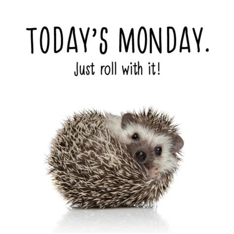 Funny Monday Pictures, Happy Monday Funny, Punch Quote, Monday Morning Coffee, Roll With The Punches, Monday Morning Motivation, Happy Monday Quotes, Just Roll With It, Today Is Monday