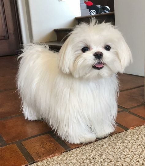 Very pretty Maltese Maltese Dogs Haircuts, Maltese Haircut, Anjing Poodle, Maltese Terrier, Best Apartment Dogs, Perro Shih Tzu, Apartment Dogs, Puppy Cuddles, Maltese Puppies