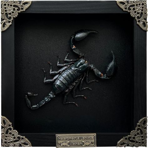 Real Framed Scorpion Dead Insect Dried Bug Beetle Lover Black Frame Shadow Box Taxidermy Oddity Collectables Specimen Decoration Reading Tabletop Wall Art Home Decor Living Gallery Bug Taxidermy, Bug Beetle, Insect Taxidermy, Dark Academia Decor, Insect Collection, Wood Cover, Hanger Hooks, Collage Frames, Make A Gift