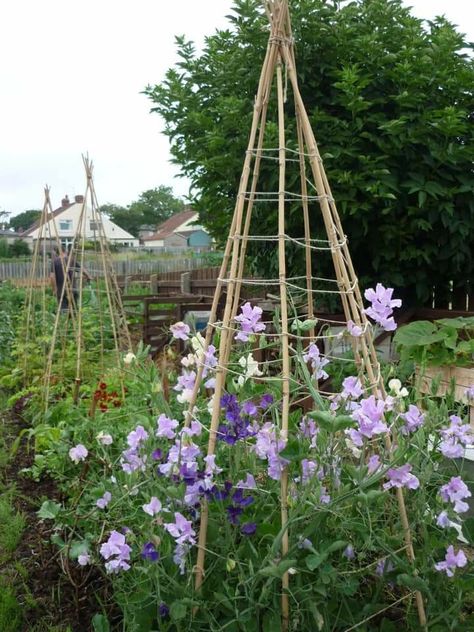 Pea Support Ideas, Pea Plants, Sweet Pea Plant, Pea Plant, Sweet Pea Flowers, Garden Flower Beds, Potager Garden, Cottage Garden Design, Cut Flower Garden