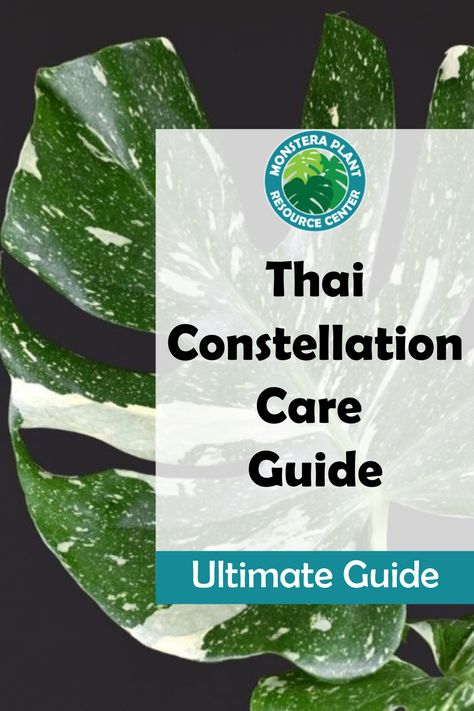 Thai Constellation Monstera is the next unicorn rare plant you will want in your houseplant collection. Discover how to buy a thai constellation monstera and how best to care for it when it arrives. Thai Constellation Monstera Care, Monstera Thai Constellation Care, Monstera Constellation, Thai Constellation Monstera, Monstera Plant Care, Houseplant Collection, Monstera Thai Constellation, Monstera Plants, Thai Constellation