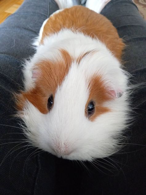 Long Haired Guinea Pigs, Guinea Pigs Funny, Pet Rodents, Pet Guinea Pigs, Cute Guinea Pigs, Guinea Pig Cage, Hams, Silly Dogs, Cat Aesthetic