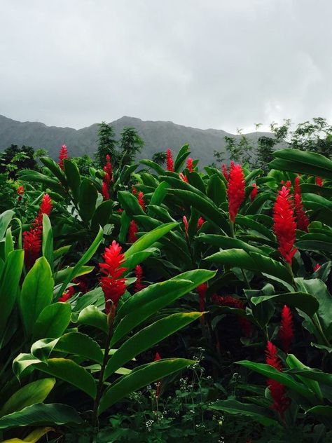 Red Ginger Plant, Ginger Plant Flower, Red Tropical Wallpaper, Wild Ginger Plant, Tropical Courtyard, Hawaii Garden, Red Tropical Plants, Red Ginger, Tropical Lifestyle