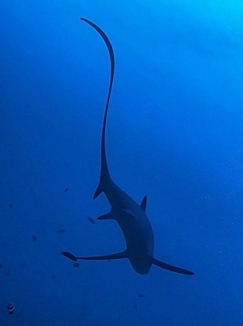 Thresher Thresher Shark, Koh Tao Thailand, Shark Photos, Shark Pictures, Aquatic Creatures, Mako Shark, Shark Tattoo, Shark Tattoos, Beautiful Sea Creatures