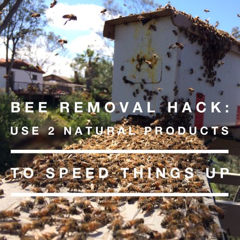 BEE REMOVAL LIFEHACK Diy Beekeeping, Mosquito Fish, Honey Extractor, Bee Removal, Honey Diy, Backyard Beekeeping, Bee Hives, Keeping Secrets, Best Honey