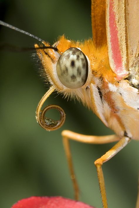 An orange julia #butterfly up-close. Butterflies have a long, tubelike tongue called a proboscis, which works like a straw to suck up liquid. When they're not using it, it stays coiled up like a garden hose. Julia Butterfly, Butterfly Facts, Butterfly Eyes, Rid Of Ants, Get Rid Of Ants, Eye Close Up, Ant Farms, Butterfly Face, A Bug's Life