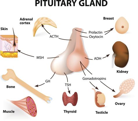 Endocrine System Diagram - Bodytomy Endocrine System Diagram, Endocrine System Nursing, Cranial Nerves Mnemonic, Anatomy Education, Adrenal Cortex, The Endocrine System, Nursing Mnemonics, Basic Anatomy And Physiology, Biology Facts