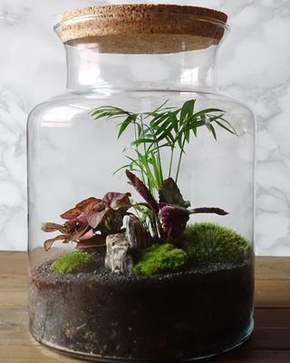 Plants In Glass Jars, Terraria Tips, Easy Indoor Plants, Plant In Glass, Terrarium Jar, Indoor Plants Styling, Plants In Jars, Container Planting, Diy Terrarium