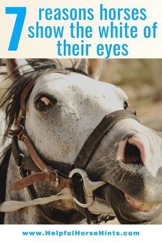 Scared Horse, Horse Judging, Horse Feeding, Stable Management, Horse Behavior, Horseback Riding Tips, Horse Information, Dressage Training, Horse Knowledge