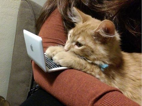 technology,kitten,cute,catlaptop Söt Katt, Funny Cat Memes, Cute Kittens, Funny Animal Pictures, Crazy Cat Lady, Crazy Cats, Cat Pics, Kittens Cutest, Cat Memes