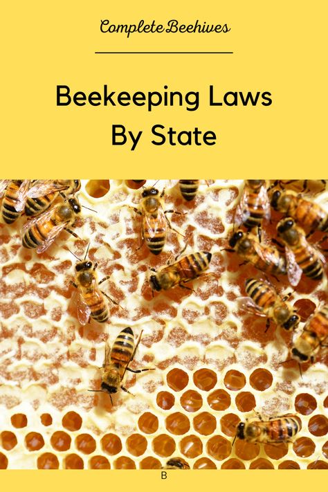 How To Start Beekeeping, Honey Bee Farming, Bee Keeping Hives, Honey Bee Facts, Honey Bees Keeping, Urban Beekeeping, Bee Hive Plans, Beekeeping For Beginners, Bee Friendly Garden