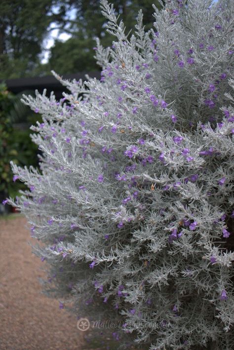 Native Australian Garden, Emu Bush, Australian Garden Design, Bush Garden, Australian Native Garden, Australian Native Flowers, Dry Garden, Potager Garden, Australian Plants