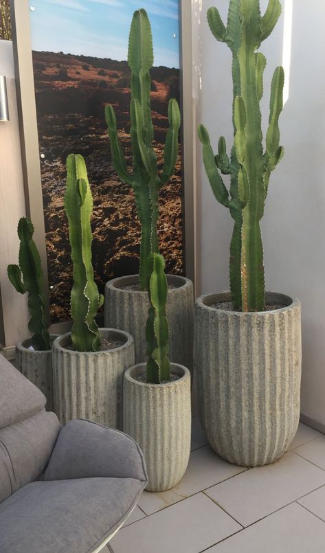 Front Porch Cactus, Cactus Plants Indoor Decor Ideas, Balcony Plants Ideas Pots, Cactus Front Porch, Potted Cactus Outdoor, Cactus In Pots Outdoor, Cactus In Pot, Potted Cactus, Indoor Cactus