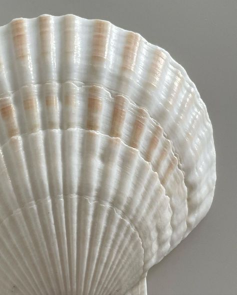 Shell Close Up, Seashell Close Up, Sea Shell Texture, Shells Aesthetics, Fatgum Agency, Wedding Texture, Shell Aesthetic, Lady Aphrodite, Florida Seashells