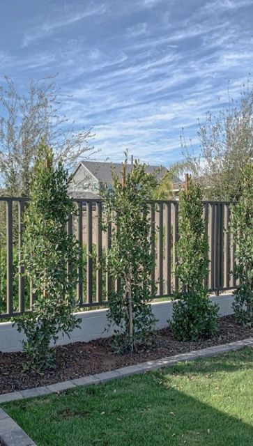 Hedges Landscaping, Laurel Hedge, Privacy Hedge, Yard Landscape, Kitchen Design Open, Backyard Fences, Home Design Decor, Design Decor, What Type