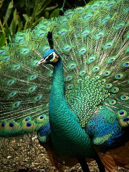 Green Peafowl Peacock Images, Peacock Photos, Peacock Pictures, Peacock Colors, Peacock Art, Most Beautiful Birds, Peacock Bird, The Peacock, Peacock Green