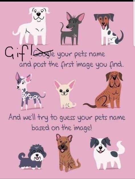 Dog Grooming Social Media Posts, Veterinary Social Media Post Ideas, Vet Clinic Social Media Posts, Dog Social Media Post, Paw Ideas, Facebook Drama, Drama Humor, Interaction Posts, Cute Dog Quotes