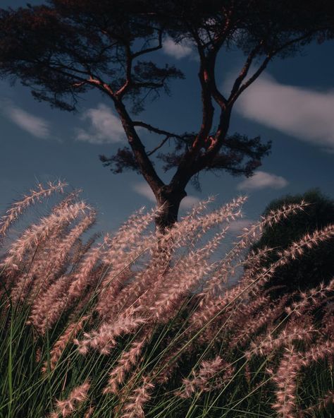 Letizia Le Fur photographer on Instagram: “Wild is the wind. . #before #storm #wind #wild #weeds #countryside #landscape #neverending #summer #nature #contemplation #photooftheday…” Wild Is The Wind, Dark Summer, Embracing Change, Saint Denis, French Photographers, + Core + Aesthetic, Nature Images, The Wind, Aesthetic Pictures