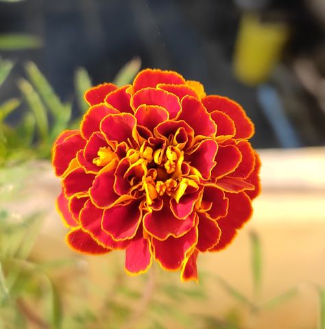 Red Marigold, Yearbook, Plants, Red