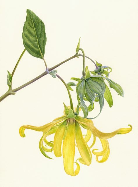 Ylang Ylang Illustration Botanique Vintage, Ylang Ylang Flower, Botanical Illustration Vintage, Illustration Botanique, 수채화 그림, Botanical Painting, Botanical Watercolor, Scientific Illustration, Botanical Drawings