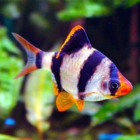 Klein Aquarium, Tiger Fish, Ikan Air Tawar, Tropical Fish Aquarium, Tropical Fish Tanks, Tropical Freshwater Fish, Aquatic Garden, Tropical Aquarium, Freshwater Aquarium Fish