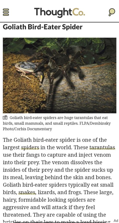 Goliath bird- eater spider Bird Eating Spider, Bird Eating, Large Spiders, Animals Lover, Small Birds, Reptiles, Mammals, Bugs, Animal Lover