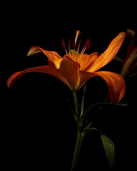 Joseph Zmuda on Instagram: “Orange lily.  #flower #flowerphotography #macrophotography #kings_flora #flowerstalking #flowerslovers #blooms #flowersofinstgram…” Black Orange Aesthetic, Tiger Lily Aesthetic, Orange And Black Aesthetic, Black And Orange Background, Orange Flower Wallpaper, Dark Orange Flowers, Tiger Tongue, Flowers Reference, Flowers Lilly