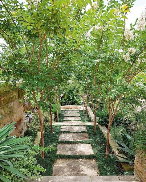 What a simple, pretty and lush pathway. Crepe Myrtle Landscaping, Peter Fudge, Side Yard Garden, Romantic Backyard, Contemporary Garden Design, Pathway Landscaping, Crepe Myrtle, Tiered Garden, Garden Screening