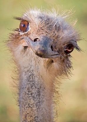 Funny Birds, Amazing Animals, Pretty Birds, Animal Faces, Beautiful Animals, Sweet Animals, Emu, Animal Photo, Funny Animal