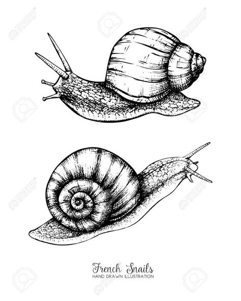 Snail Tattoo, Card Design Template, Insect Tattoo, Nature Sketch, Bug Art, Desenho Tattoo, Insect Art, Illustration Vintage, Arte Inspo