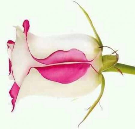 kissing rose - Flowers & Nature Background Wallpapers on Desktop ... Kiss Flower, Streetwear Apparel, Ootd Photography, Designer Tshirt, Shopping Design, Model Streetstyle, Lifestyle Women, Unusual Flowers, Jewelry Sale